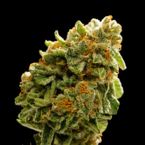 Pineapple Colada Sativa Flower 28g