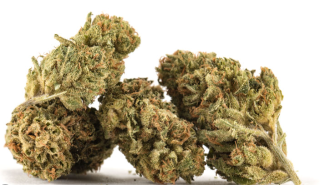 Stonersaurus Rex Sativa Flower 28g